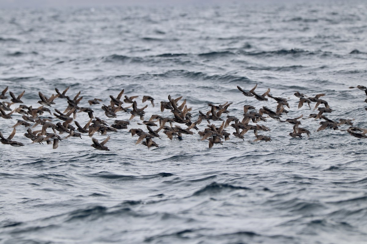 Whiskered Auklet - ML576201091