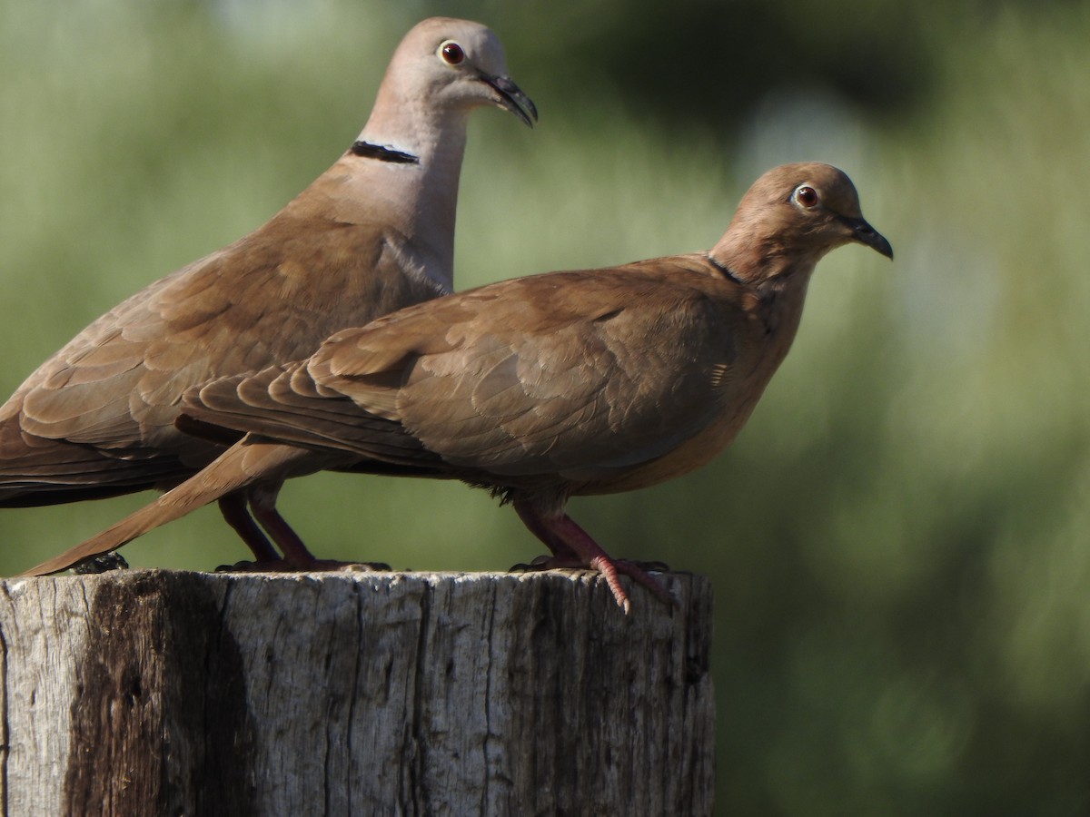 Eurasian Collared-Dove x Mourning Dove (hybrid) - ML576201171