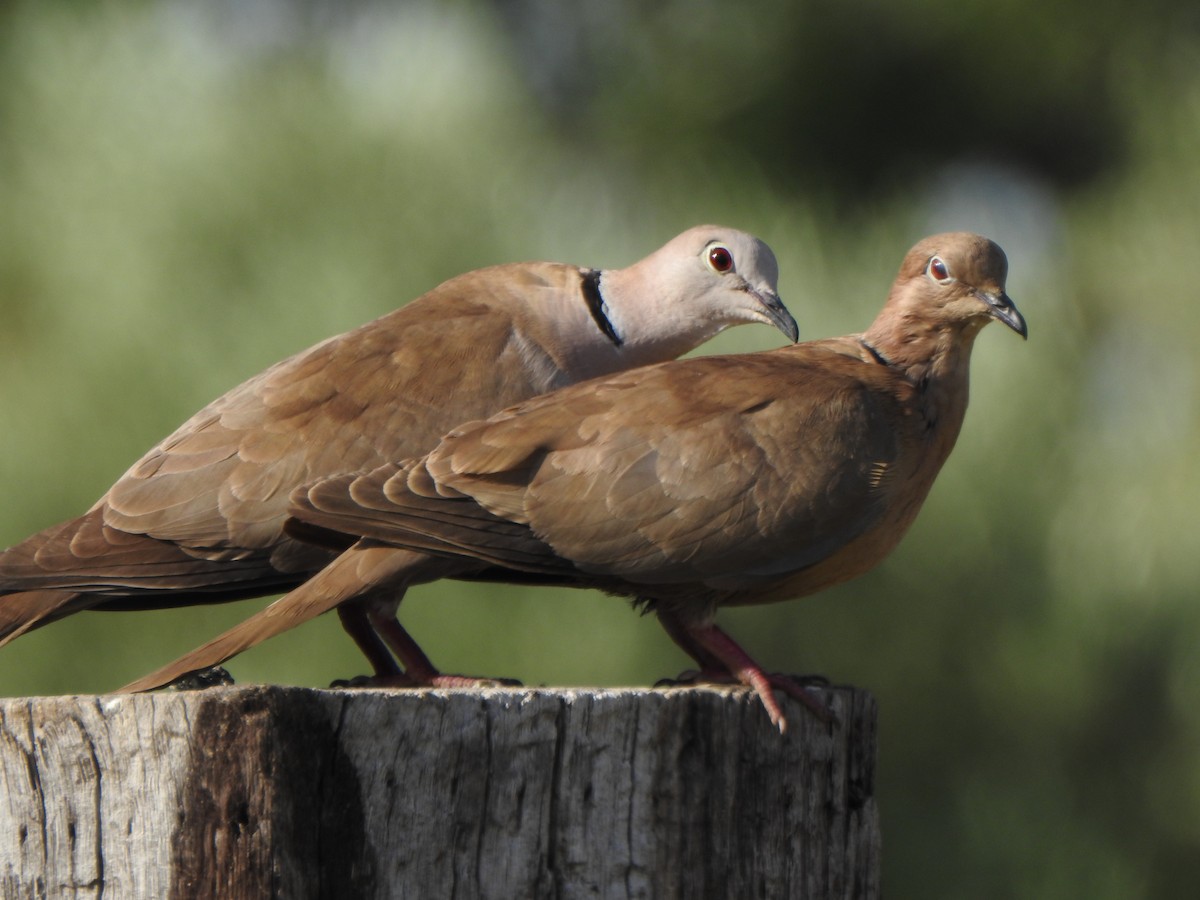 Eurasian Collared-Dove x Mourning Dove (hybrid) - Karen McClure