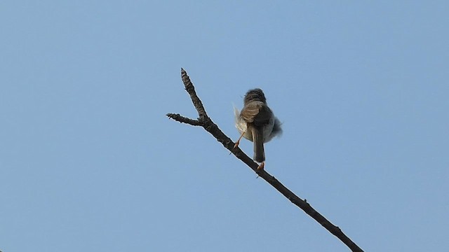 Gray-breasted Prinia - ML576202301