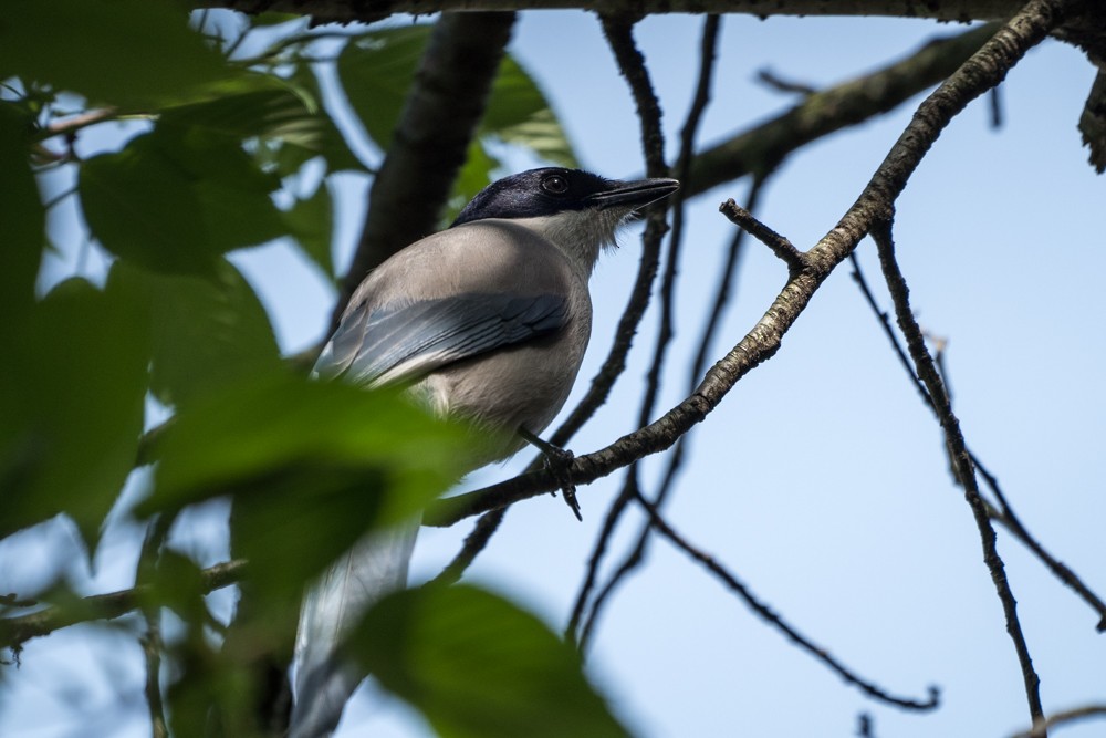 Azure-winged Magpie - ML576202651