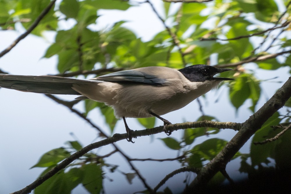 Azure-winged Magpie - ML576202661