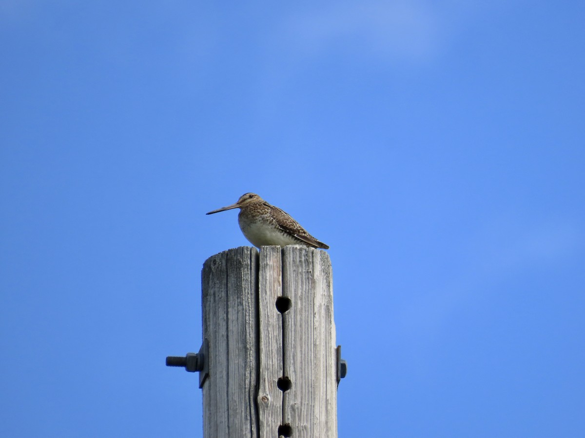 Wilson's Snipe - ML576202851