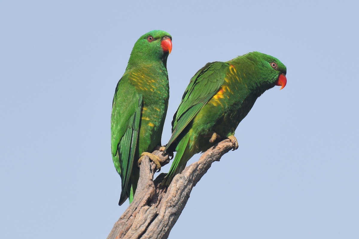 Scaly-breasted Lorikeet - ML576202911