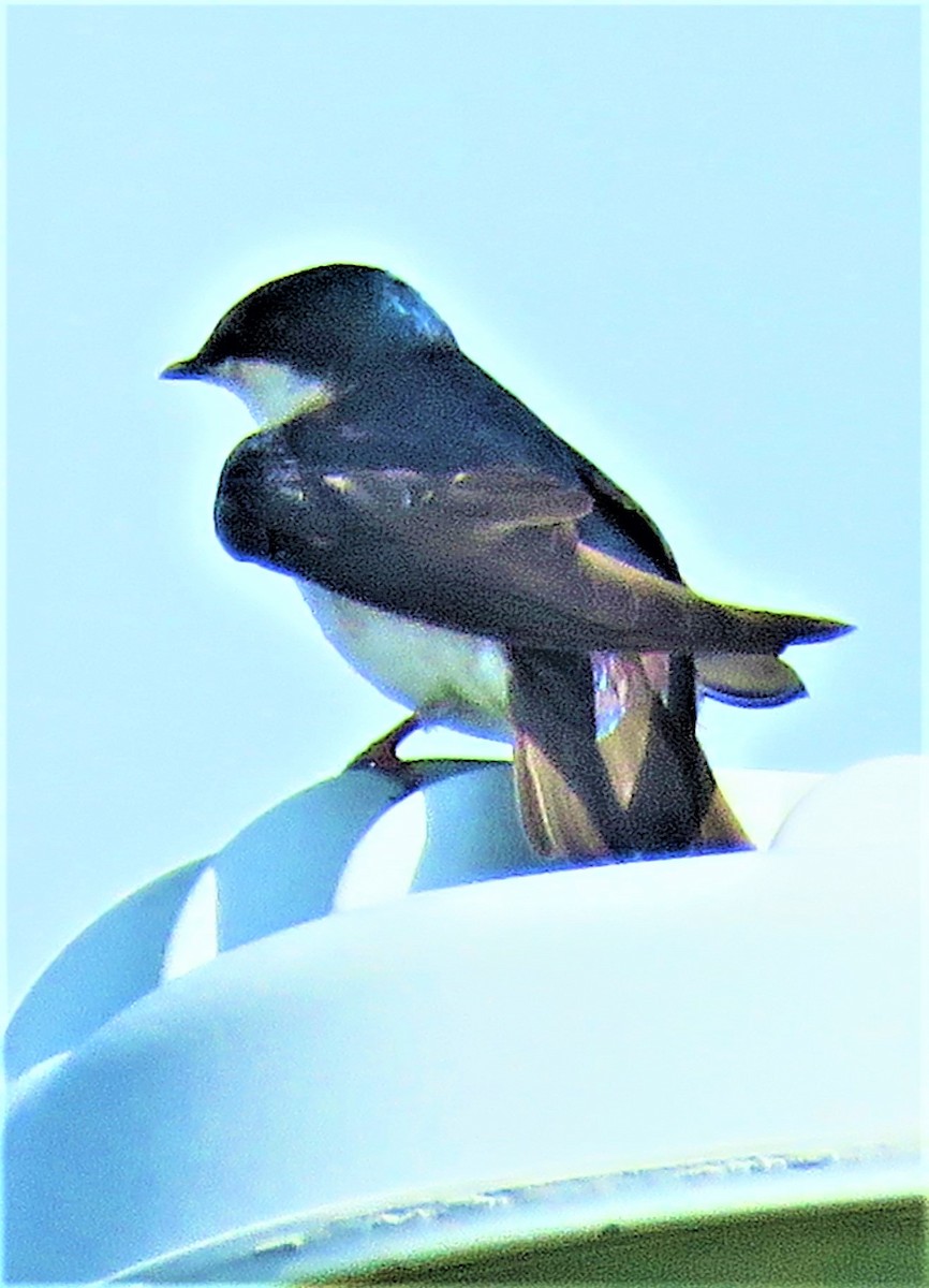 Tree Swallow - ML576204931