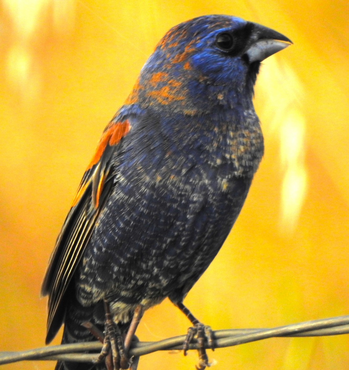 Blue Grosbeak - Karen McClure