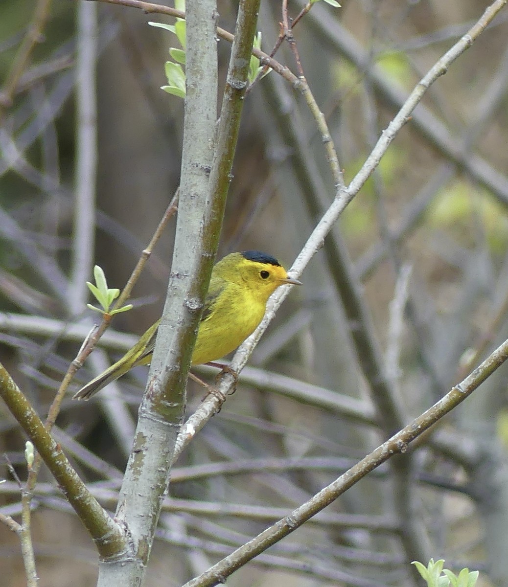 Wilson's Warbler - ML576205581