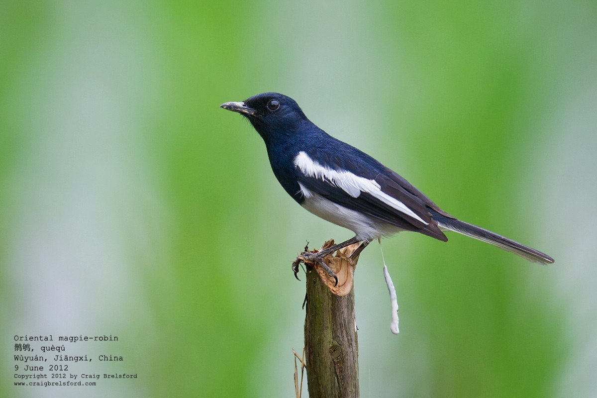Oriental Magpie-Robin - Craig Brelsford