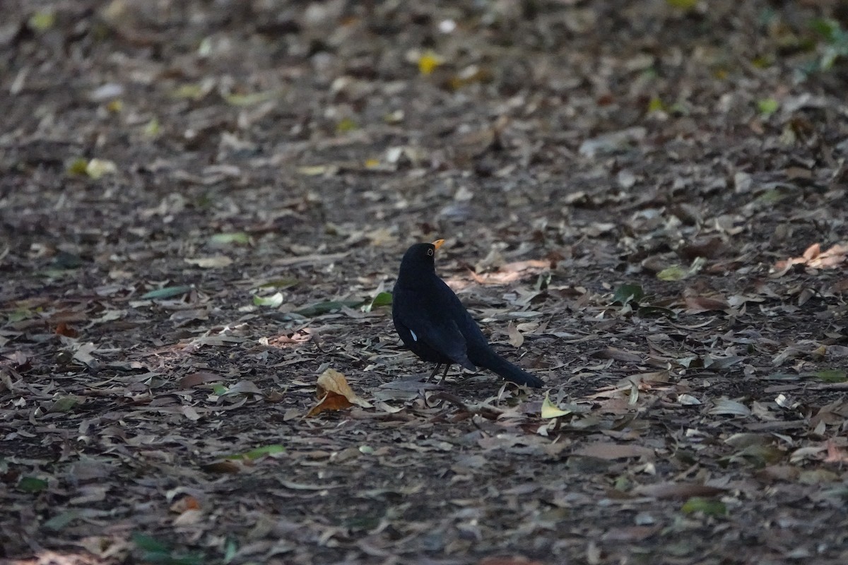 Eurasian Blackbird - ML576207561