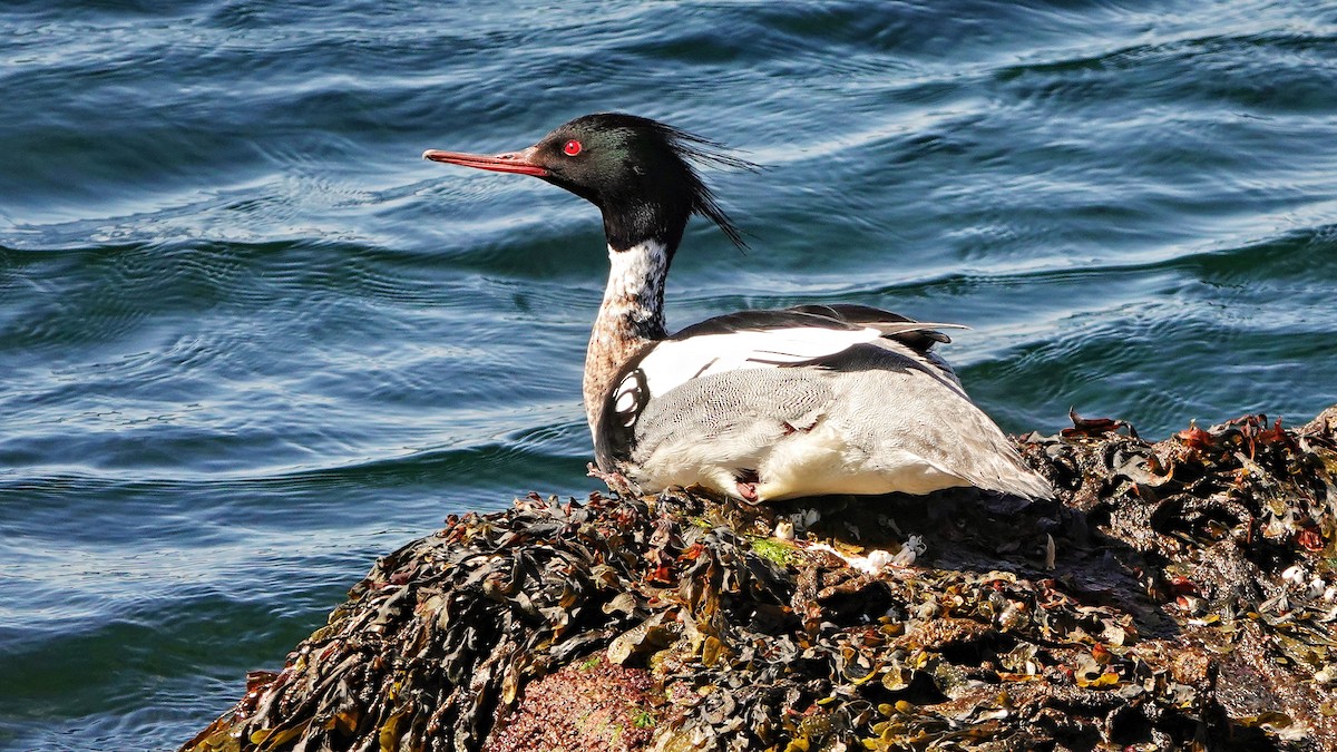 Red-breasted Merganser - Hans-Jürgen Kühnel