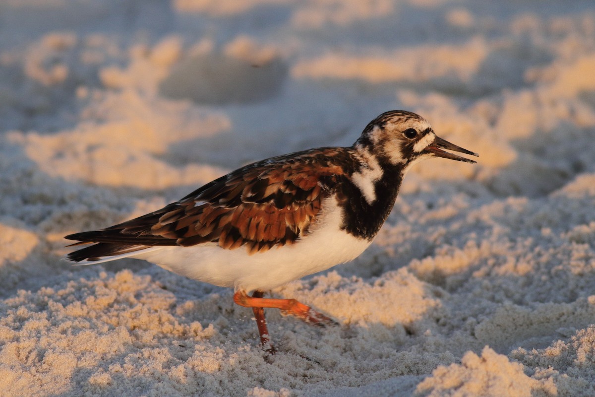 Ruddy Turnstone - ML576210381