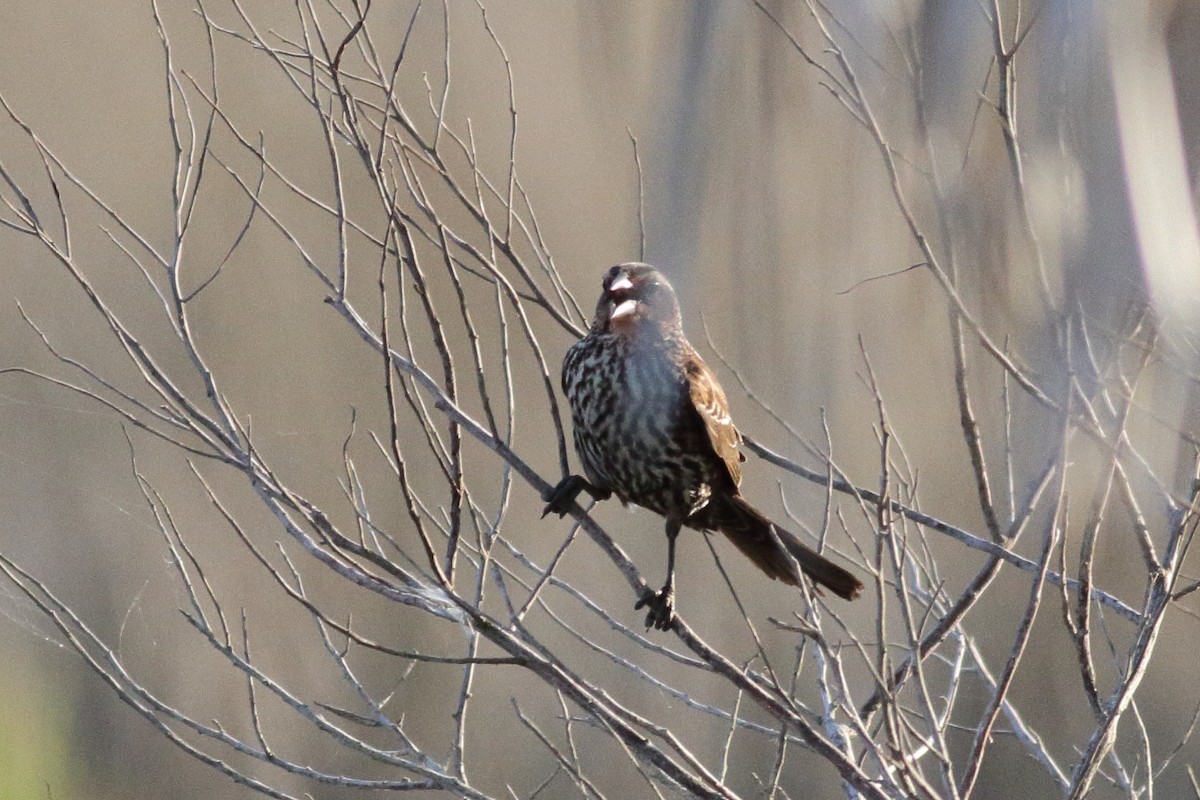 Red-winged Blackbird - ML576210391