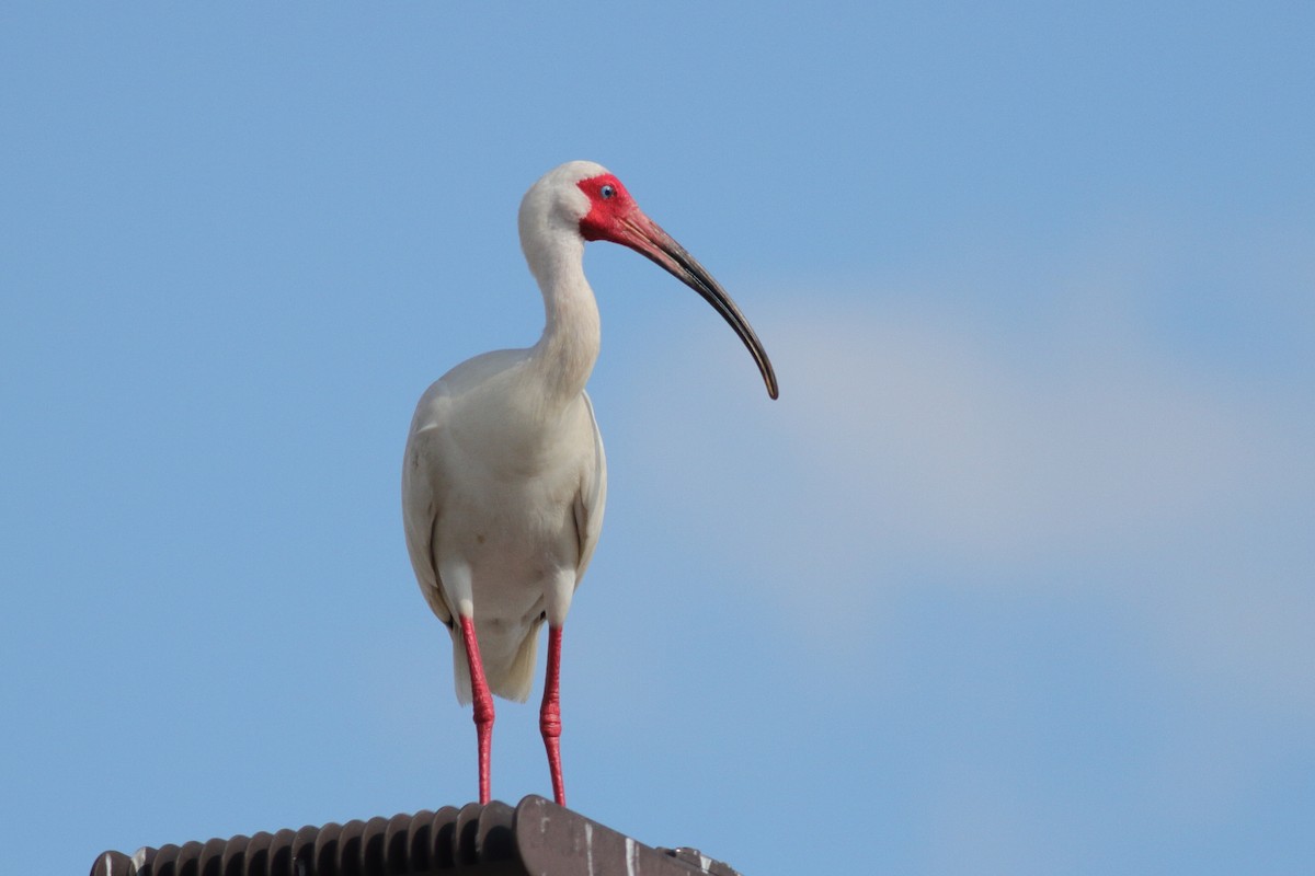 White Ibis - ML576210531