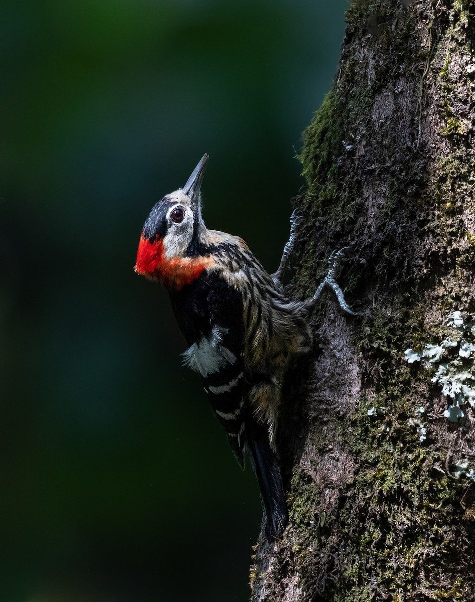 Crimson-naped Woodpecker - Noel Foning