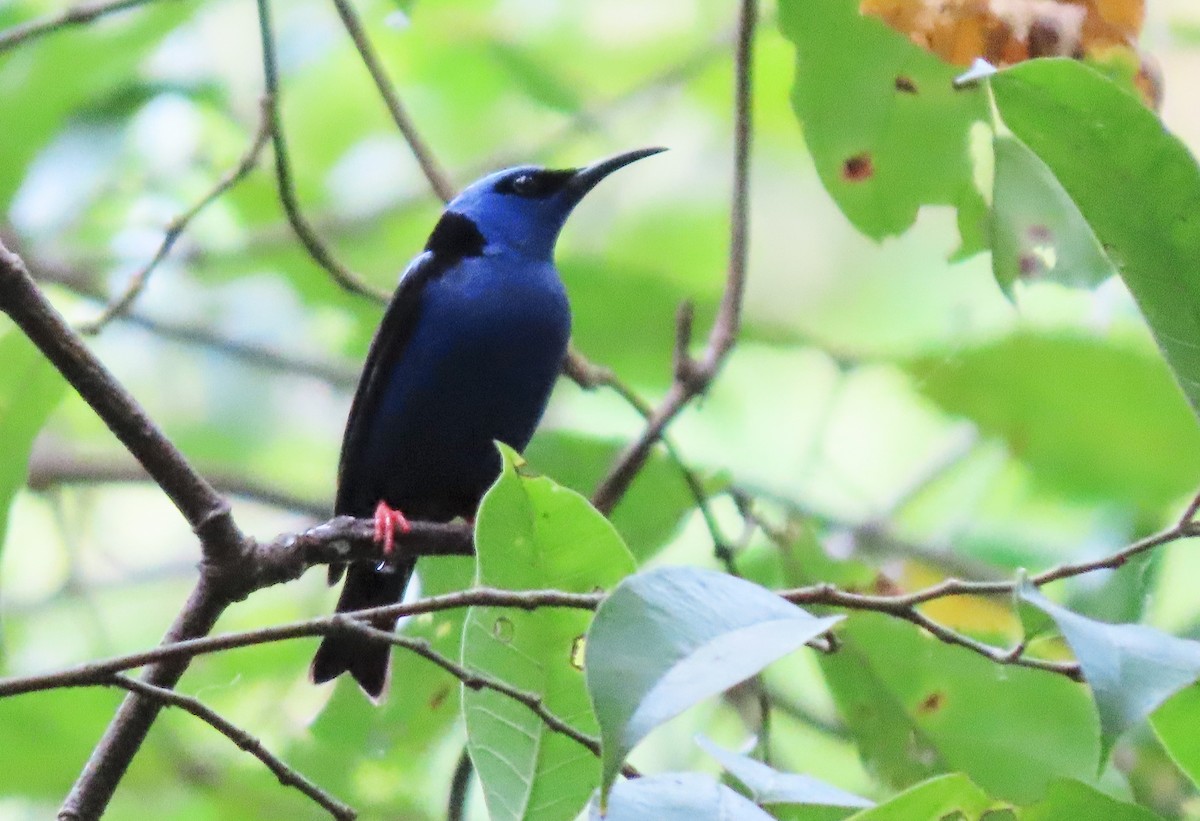 Red-legged Honeycreeper - ML576210681