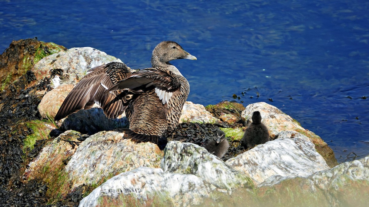 Common Eider - Hans-Jürgen Kühnel