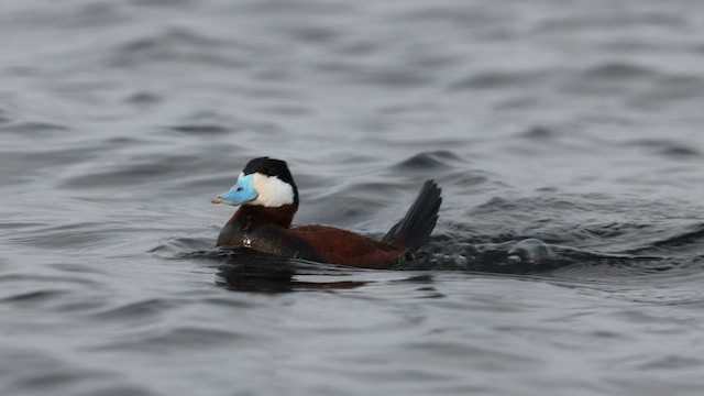 Ruddy Duck - ML576211291