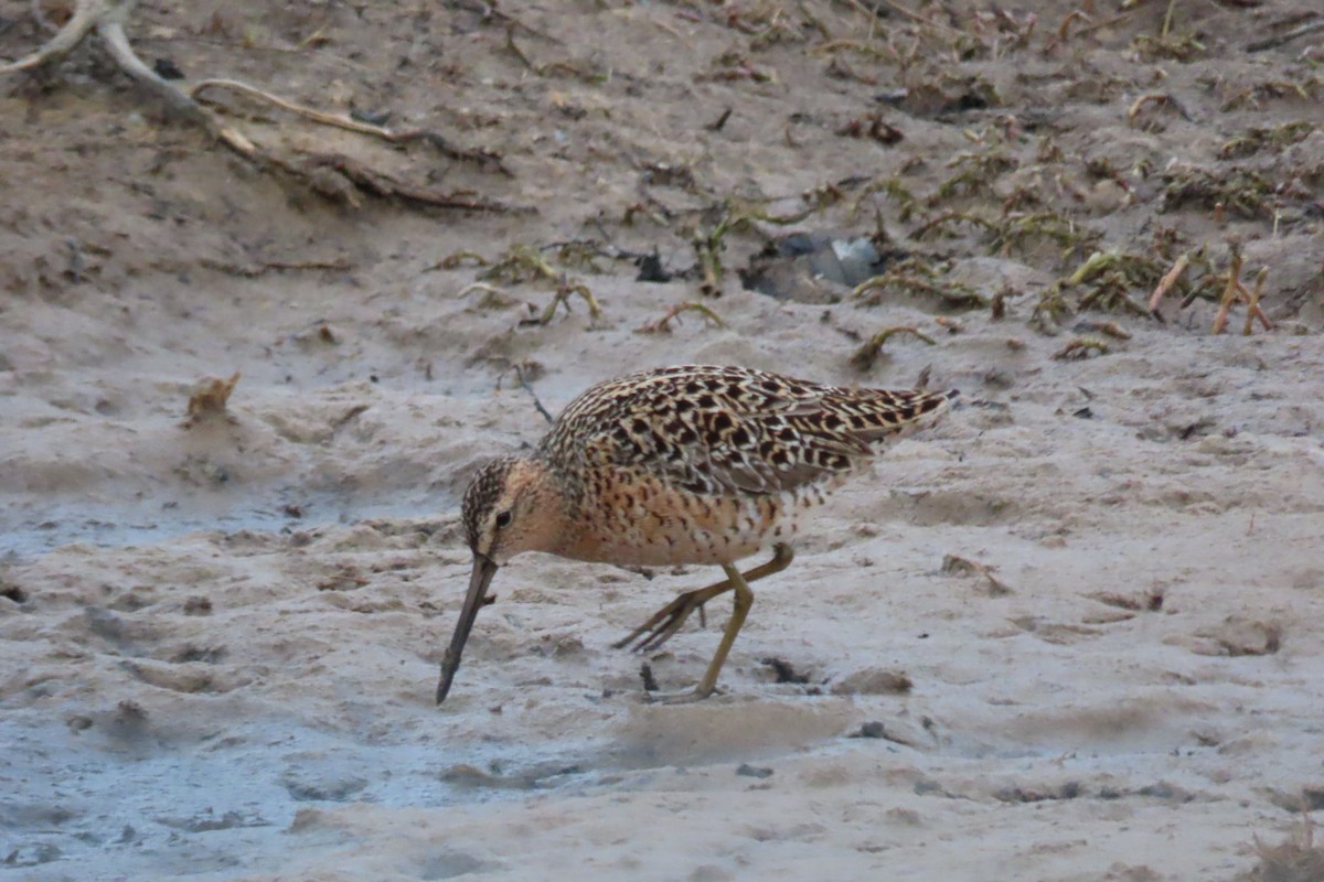 Short-billed Dowitcher - Baxter Naday