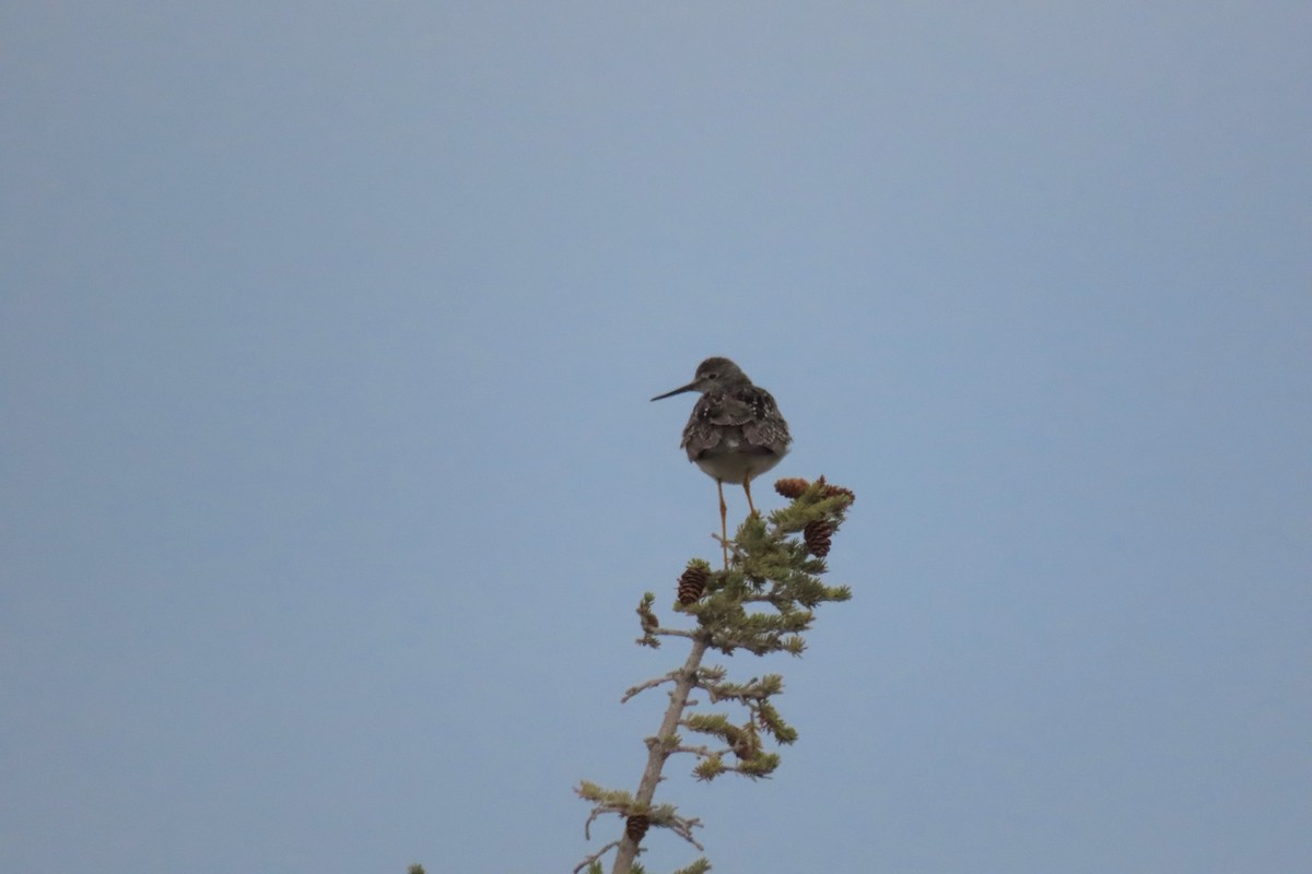 gulbeinsnipe - ML576211361