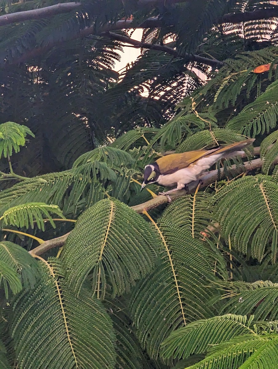 Blue-faced Honeyeater - ML576211371