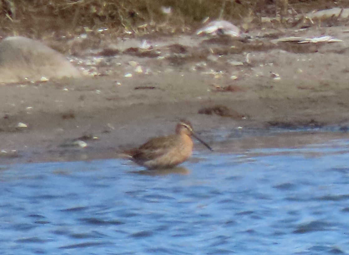 Short-billed Dowitcher - ML576211601