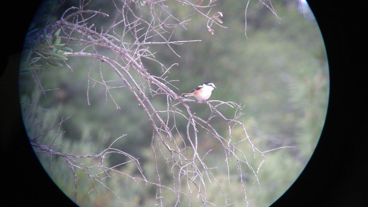 Masked Shrike - Dragan Simic