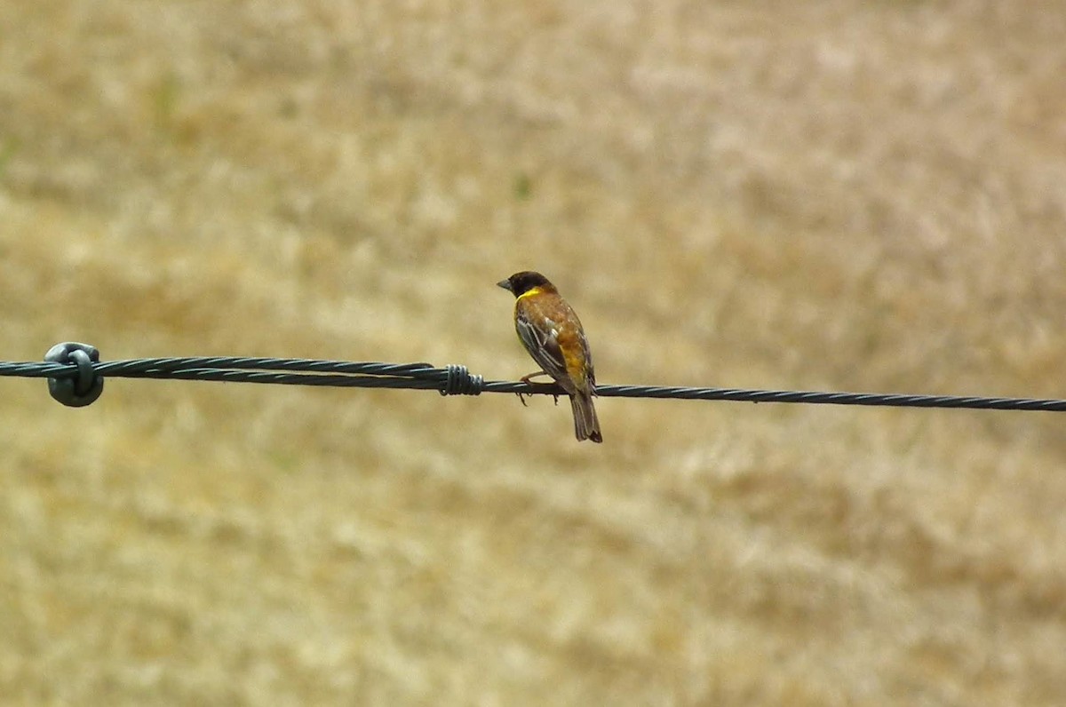 Black-headed Bunting - Dragan Simic