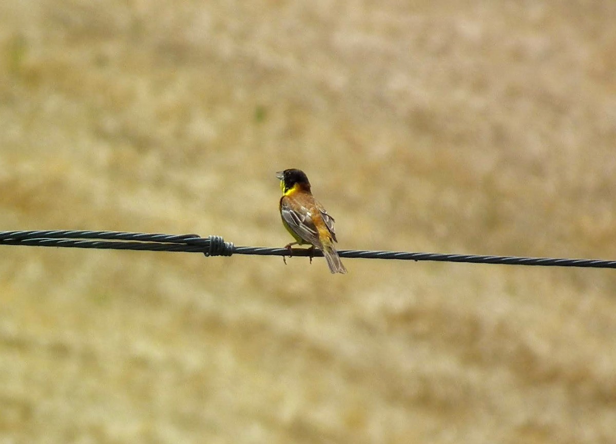 Black-headed Bunting - Dragan Simic