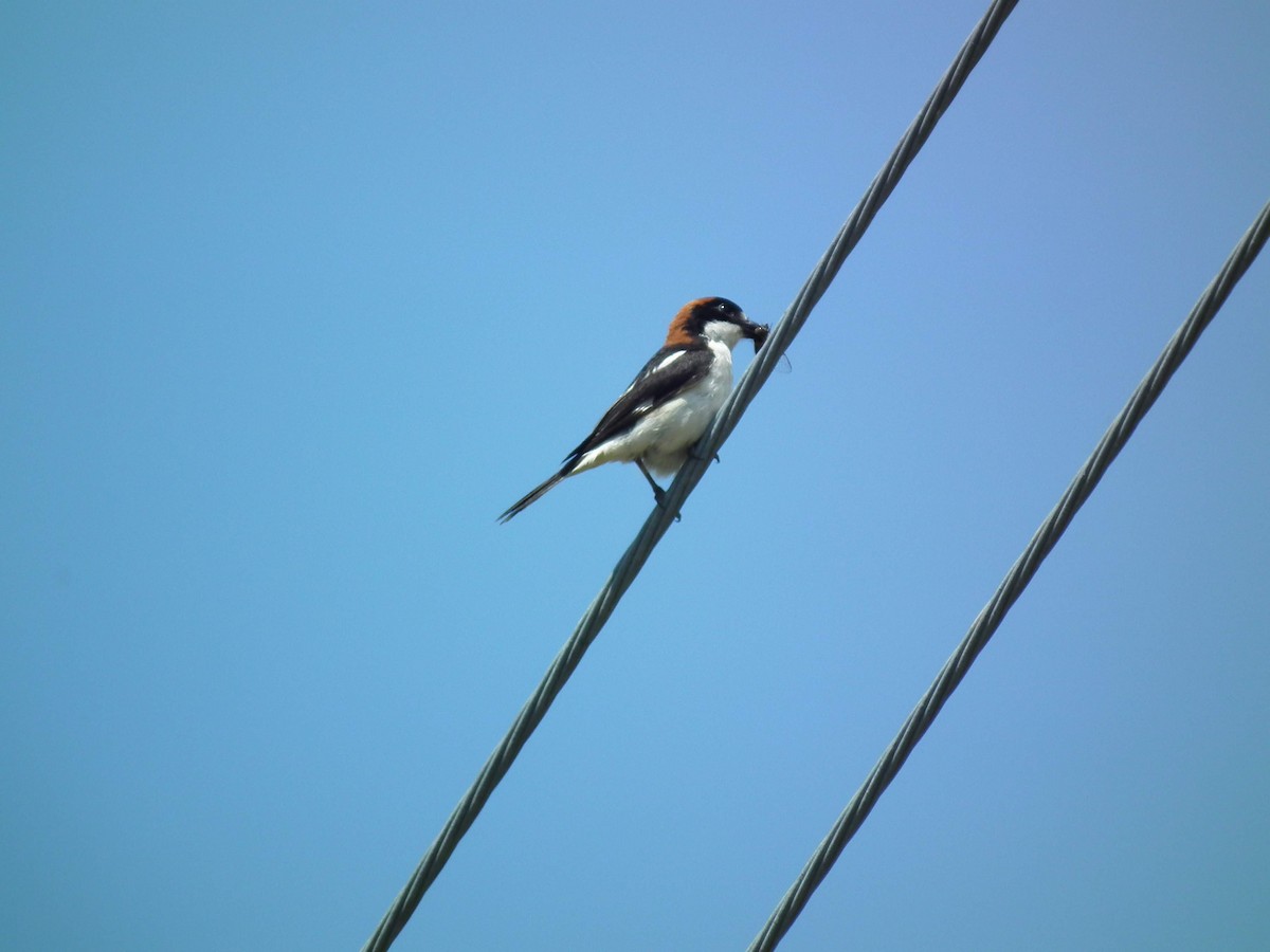 Woodchat Shrike - ML576212041