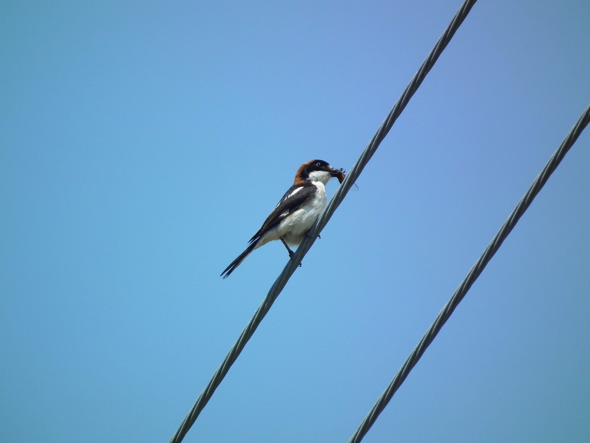 Woodchat Shrike - ML576212051