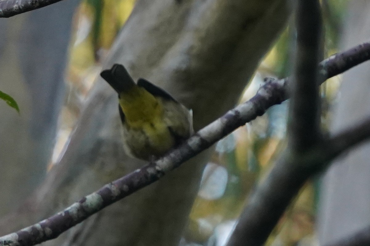 Golden Whistler - Richard Maarschall