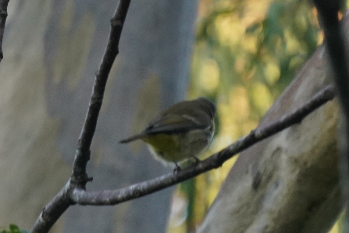 Golden Whistler - Richard Maarschall