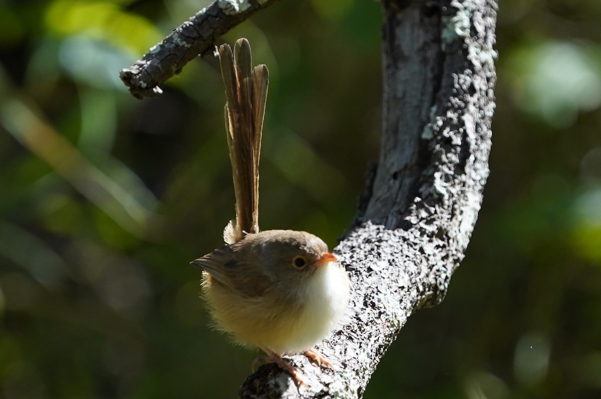 Red-backed Fairywren - ML576212271