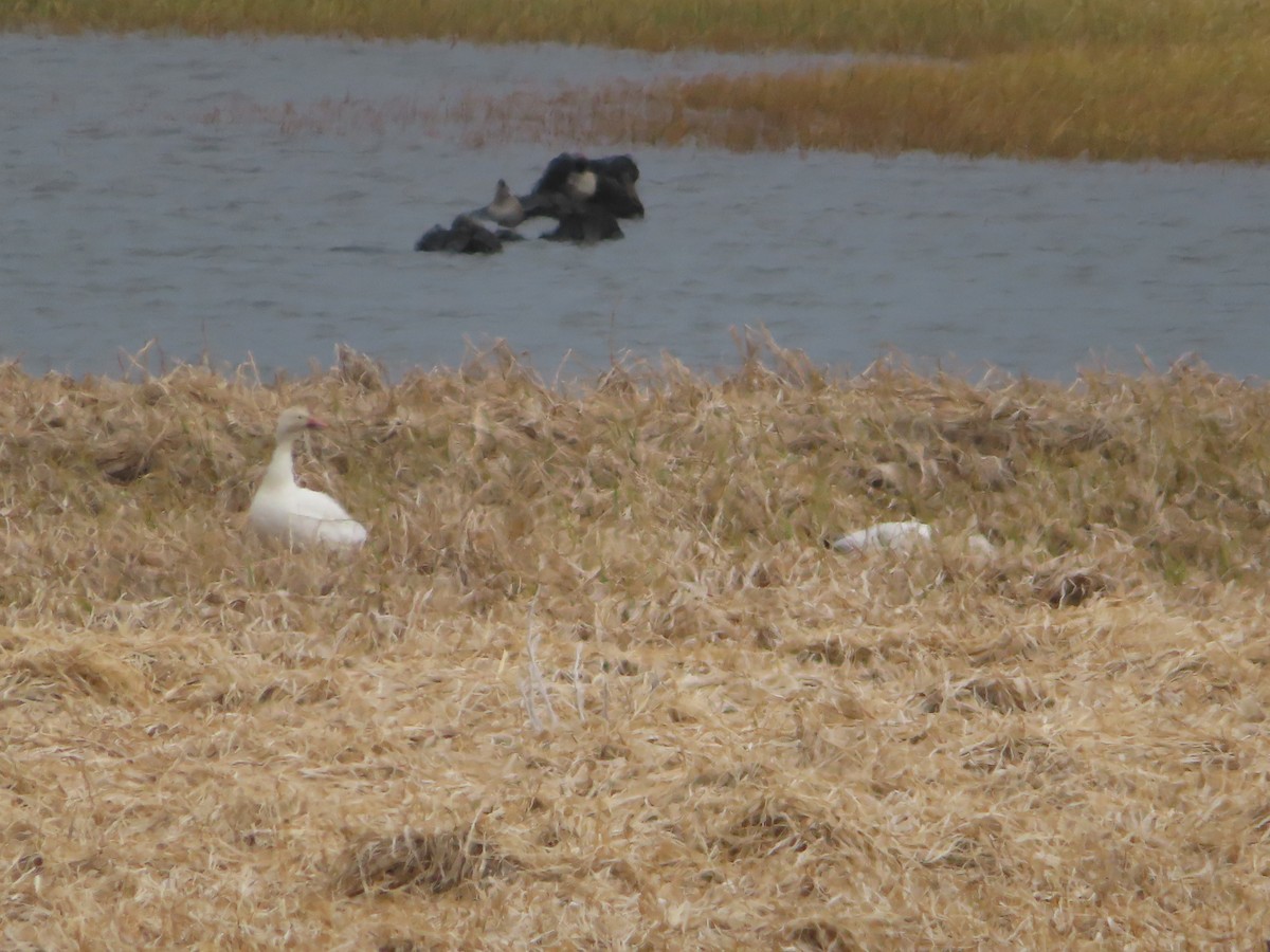 Snow Goose - ML576212321