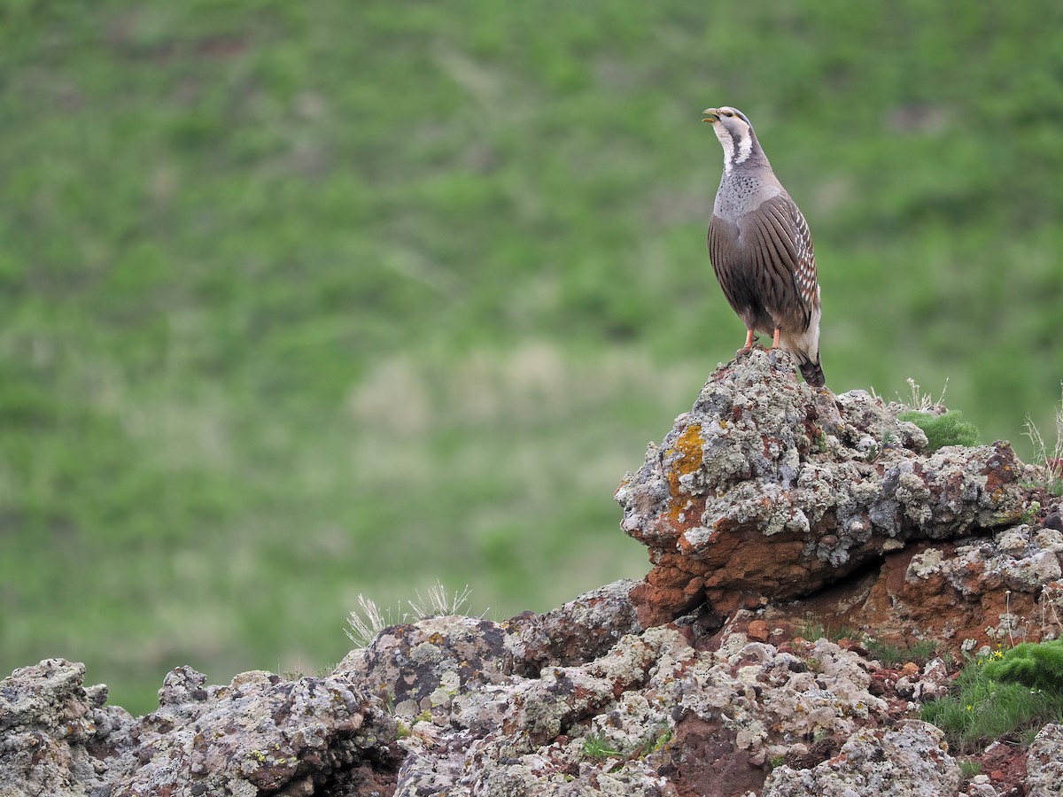 Caspian Snowcock - ML576212631