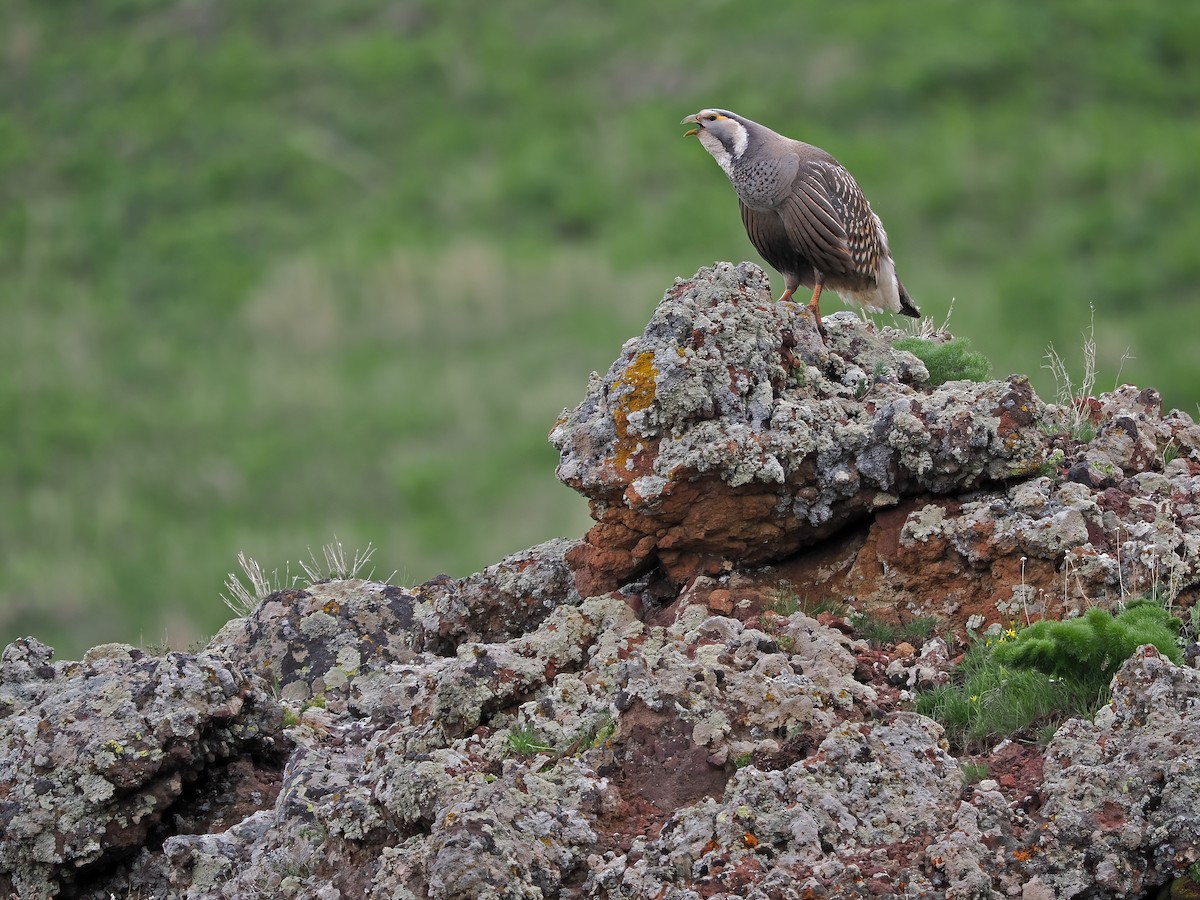 Caspian Snowcock - ML576212641