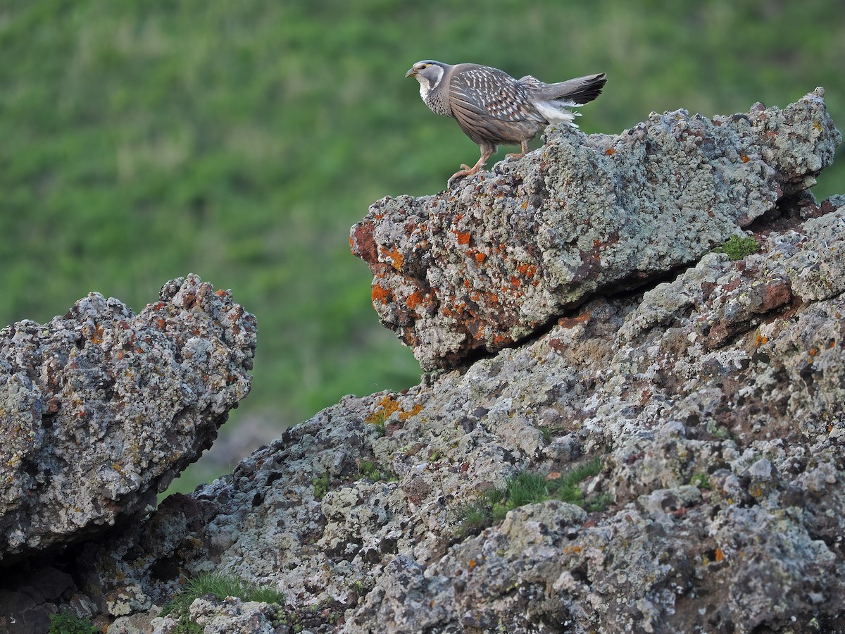 Caspian Snowcock - ML576212651