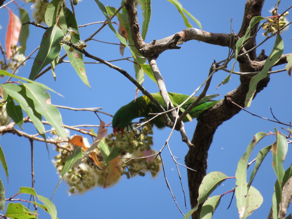 Scaly-breasted Lorikeet - Jude Friesen