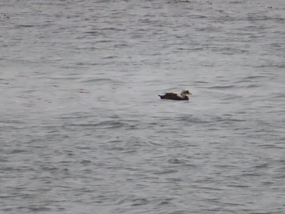 Spectacled Eider - ML576213561