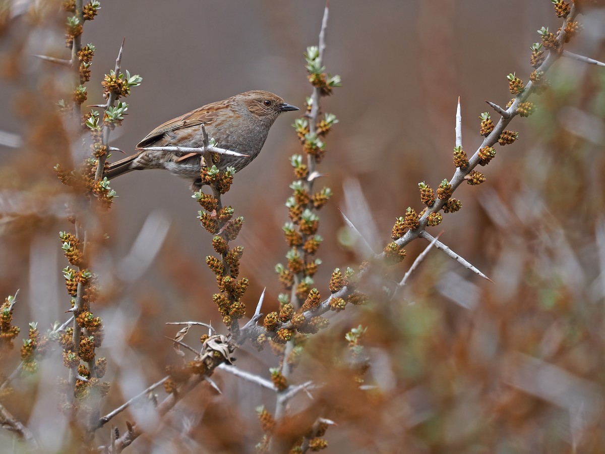 Dunnock - ML576213731