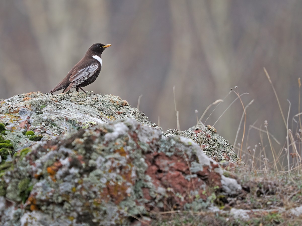 Ring Ouzel (Caucasian) - James Eaton