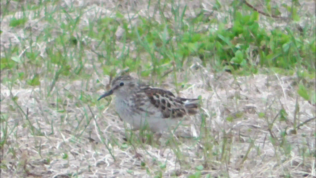 Least Sandpiper - ML576214851