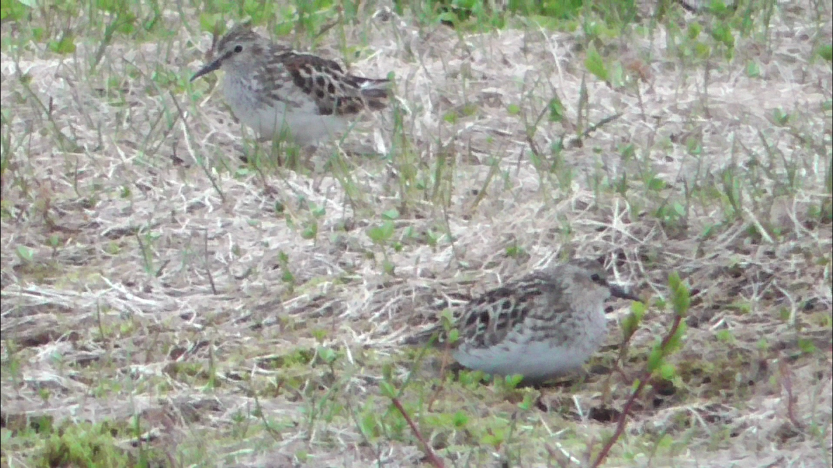 Wiesenstrandläufer - ML576214861