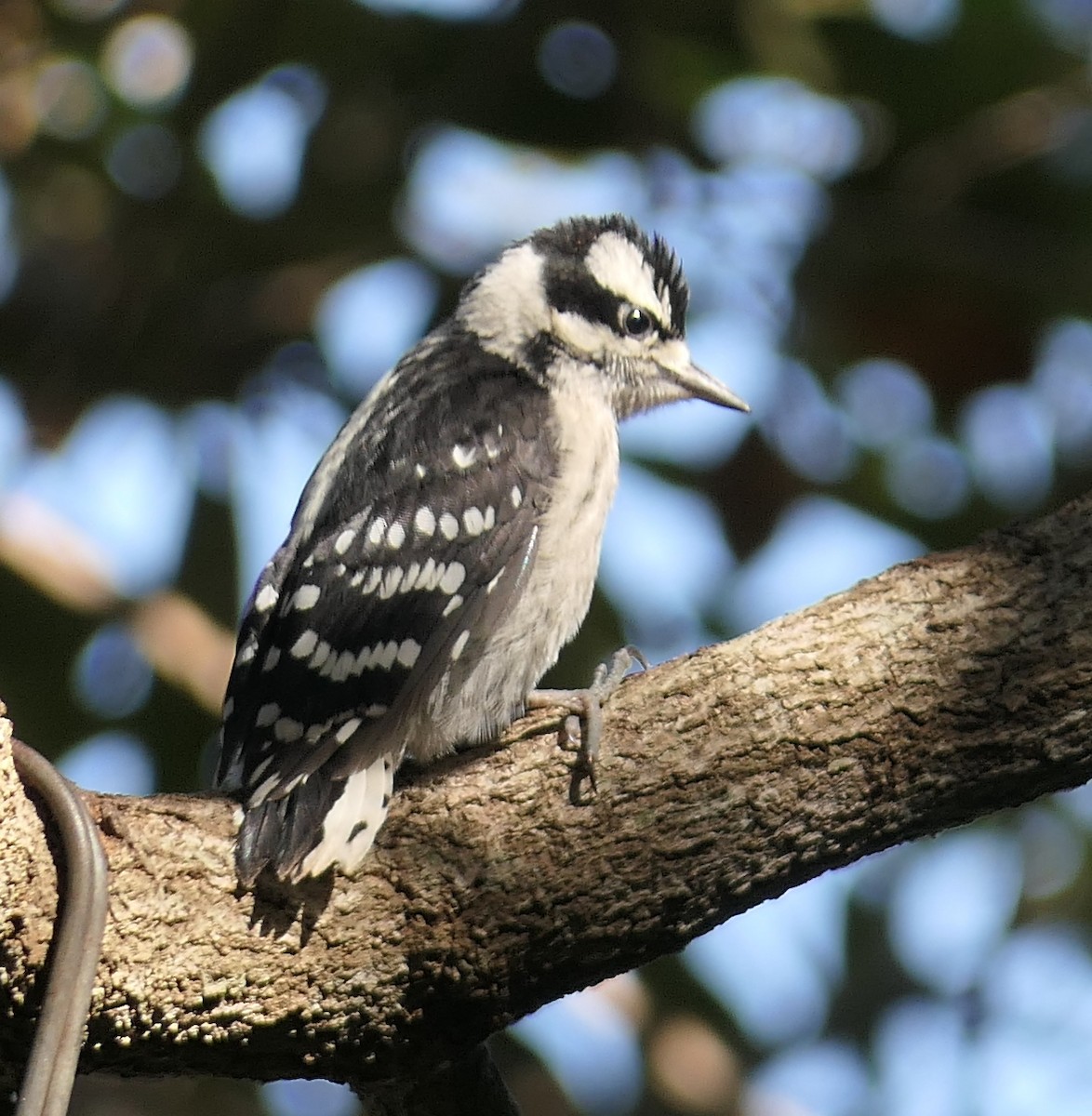 Downy Woodpecker - ML57621721