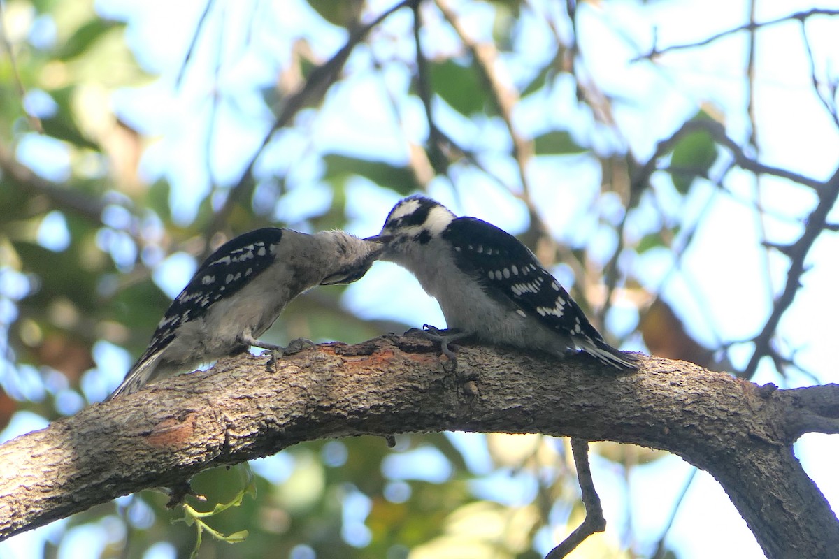 Downy Woodpecker - ML57621741