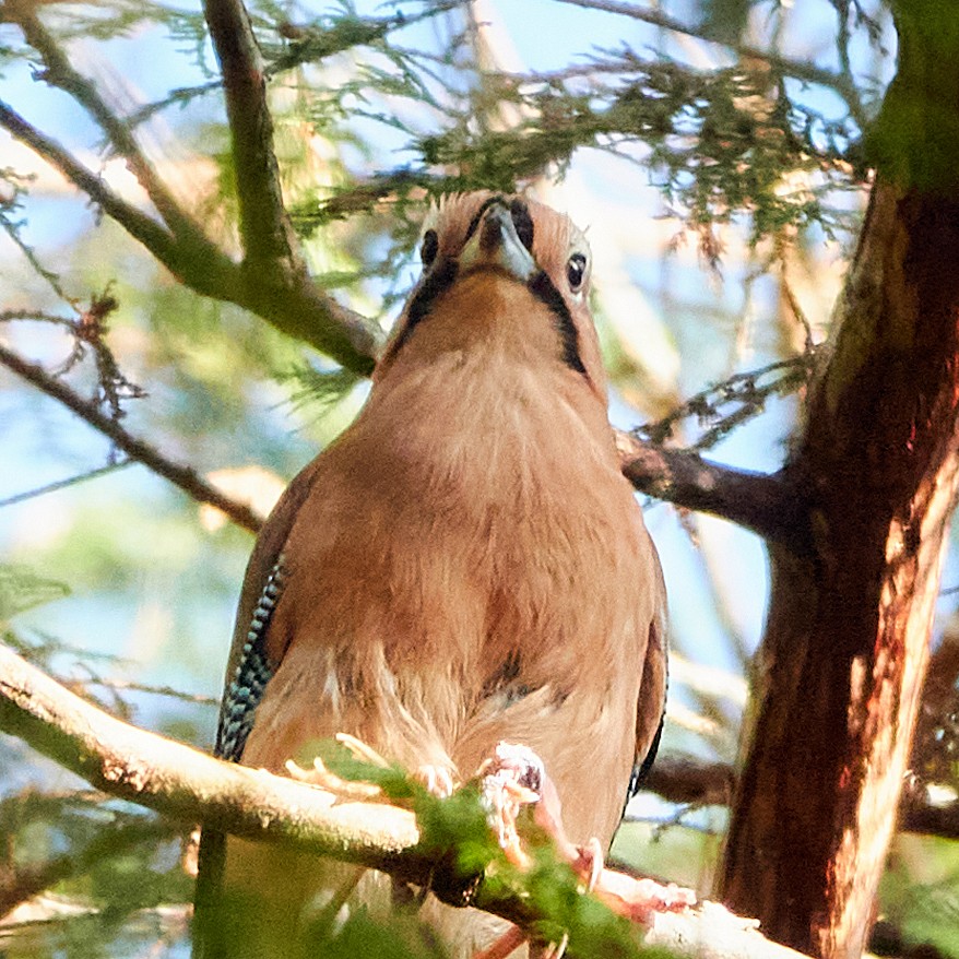 Eurasian Jay - ML576217561