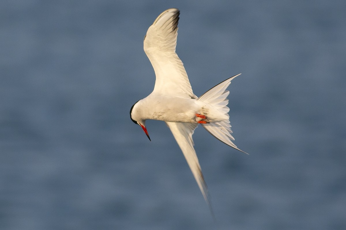 Common Tern - ML576217751