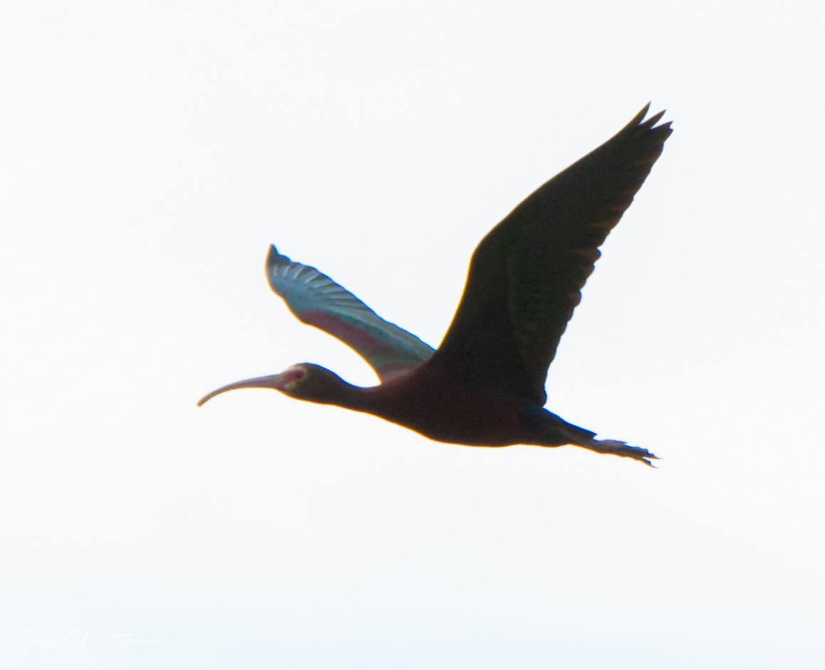 ibis americký - ML576218051