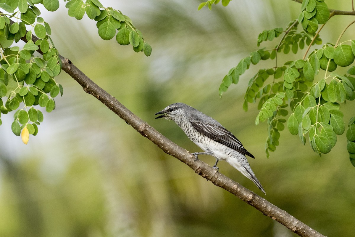 Black-headed Cuckooshrike - ML576218481