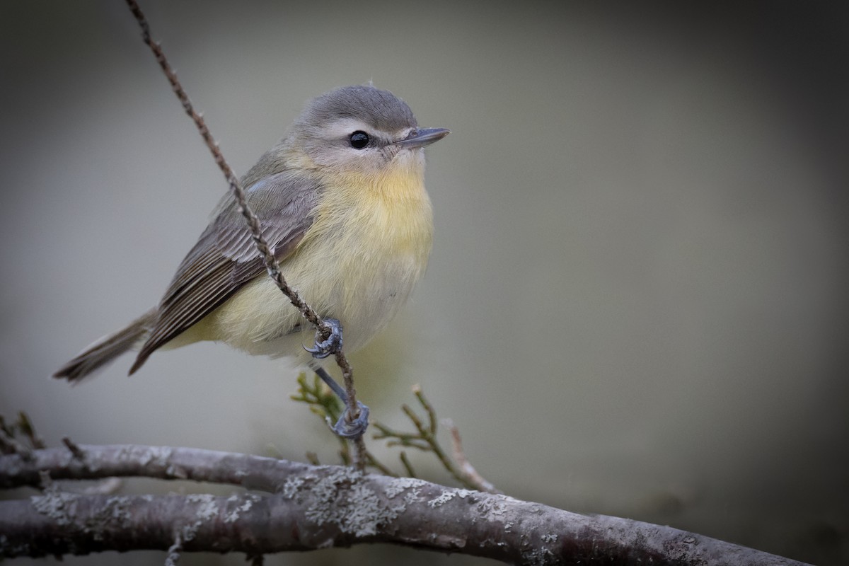 Philadelphia Vireo - ML576219421